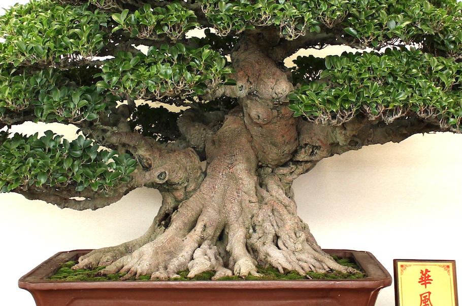 Hwa Fong Bonsai, Taiwan 2017