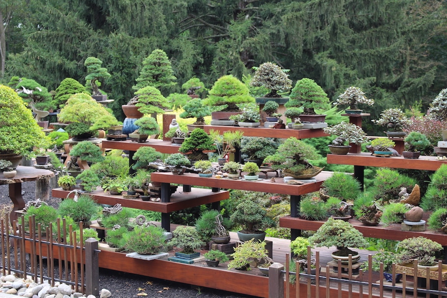 Kennett Bonsai collection