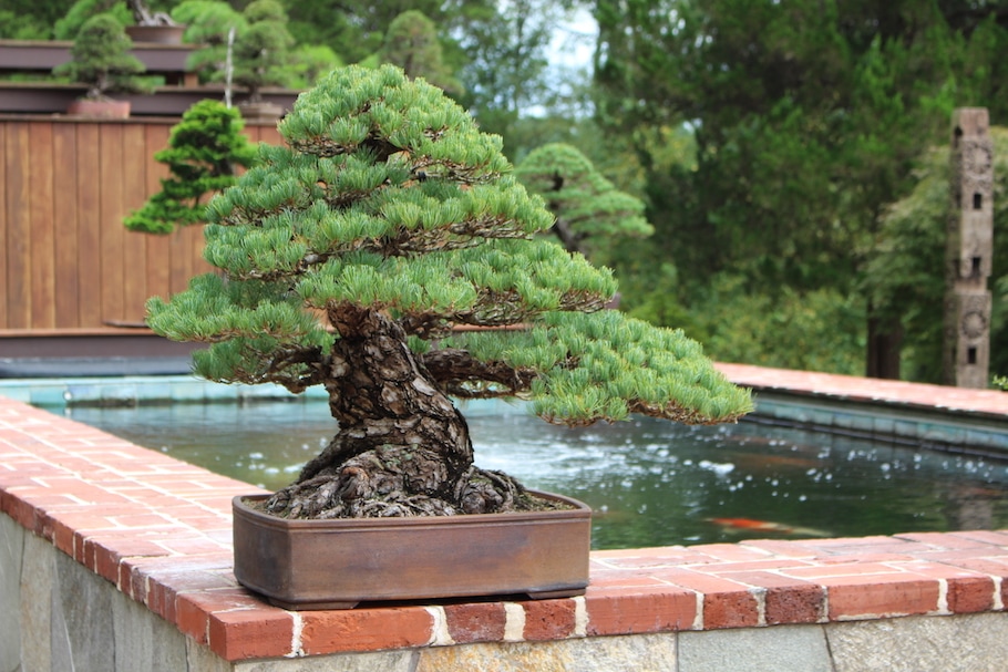 Kennett Bonsai collection