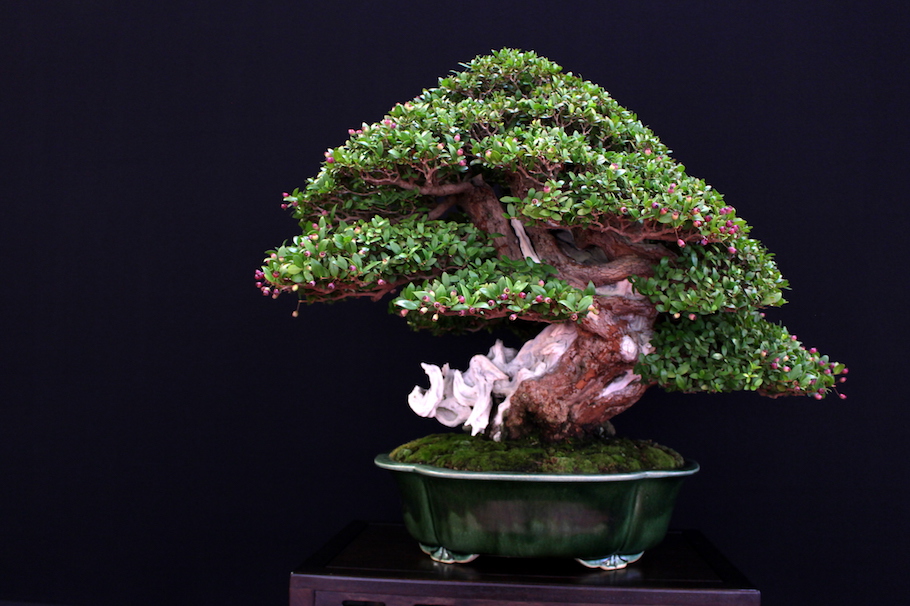 Bonsai san show