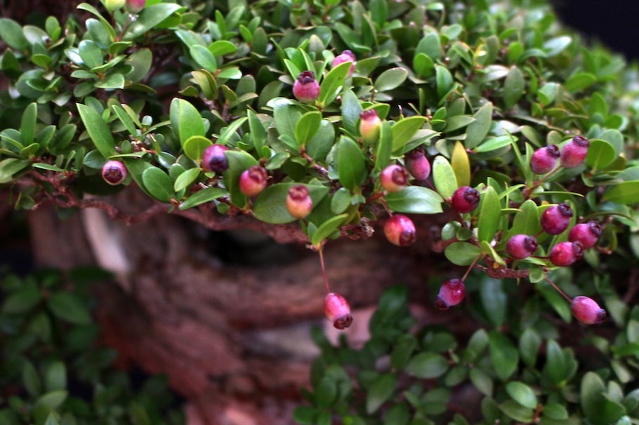 Bonsai san show