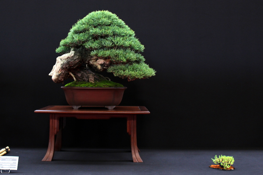 Bonsai san show