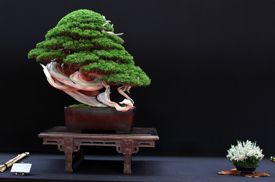 Bonsai san show