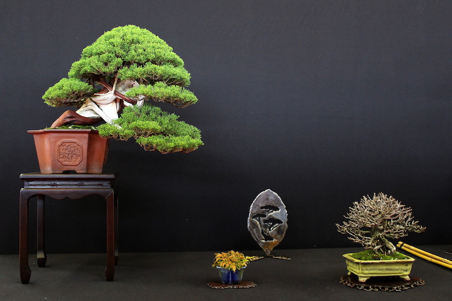 Bonsai san show