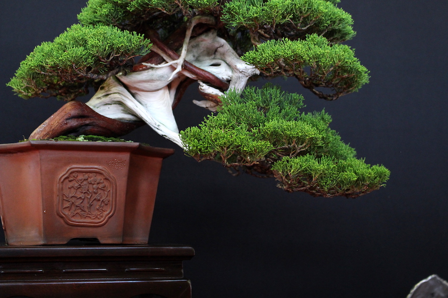 Bonsai san show