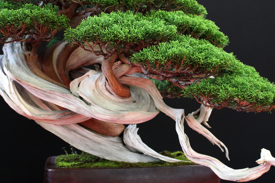 Bonsai san show