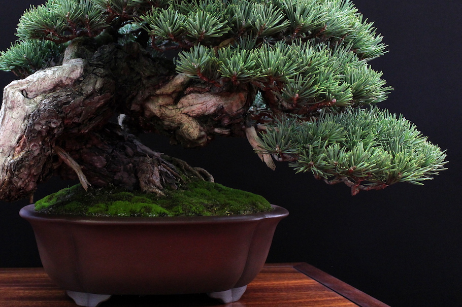 Bonsai san show