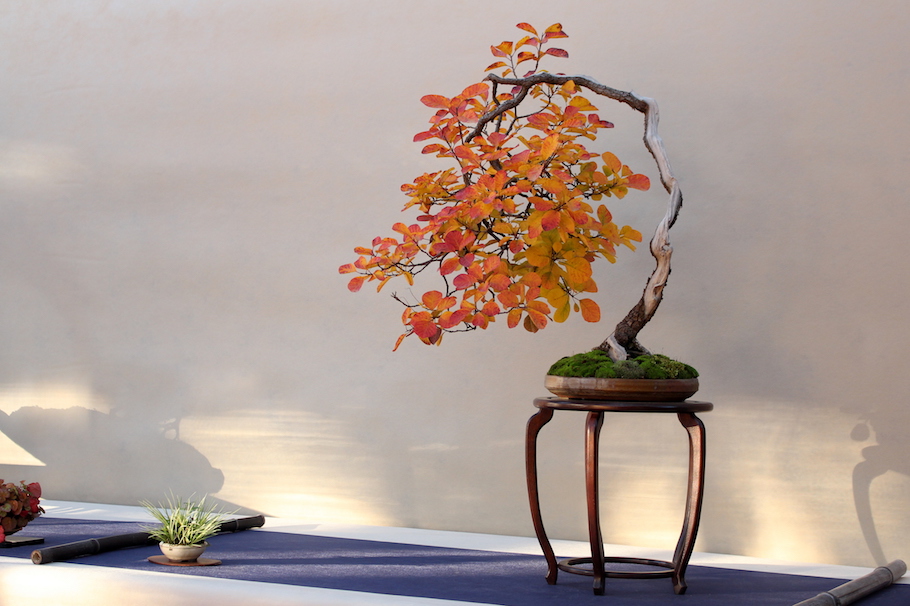 Sakka ten autumn Bonsai