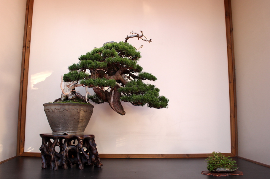 Sakka ten autumn Bonsai