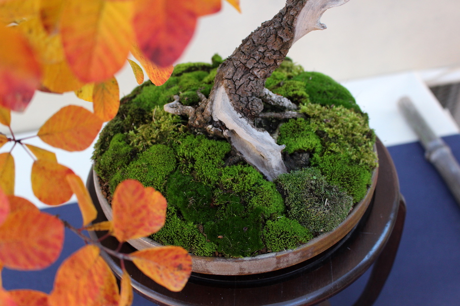 Sakka ten autumn Bonsai