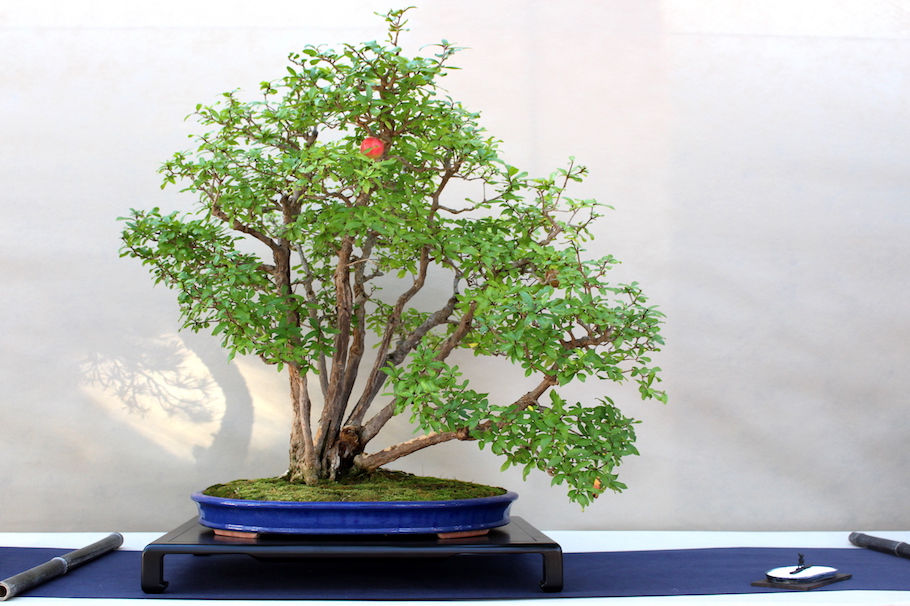 Sakka ten autumn Bonsai