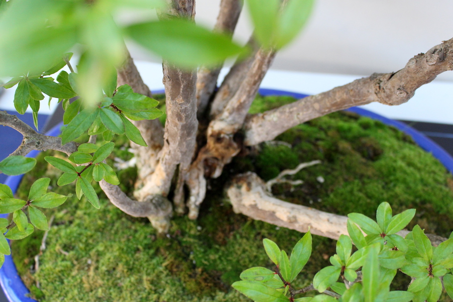 Sakka ten autumn Bonsai