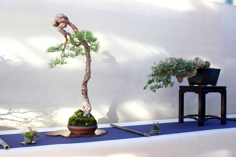 Sakka ten autumn Bonsai