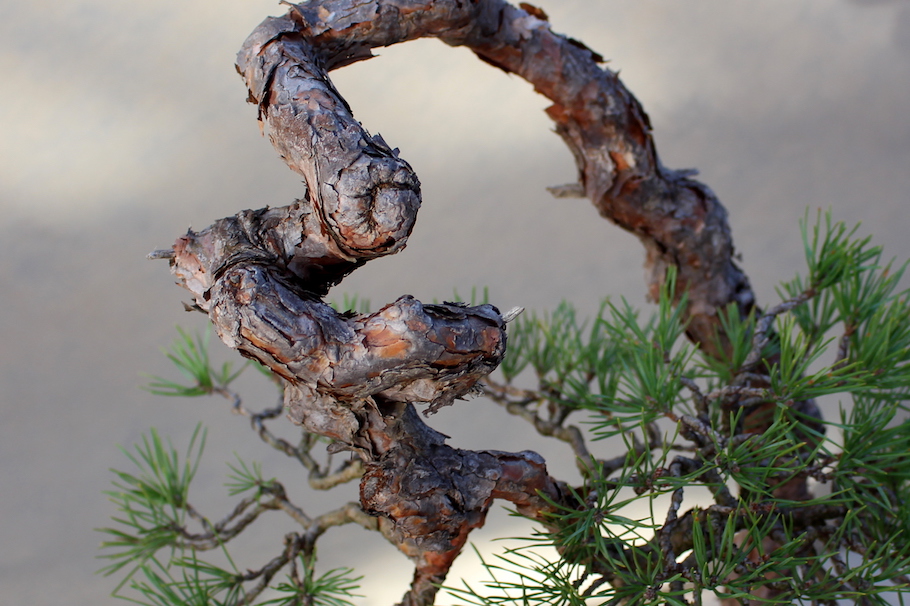 Sakka ten autumn Bonsai