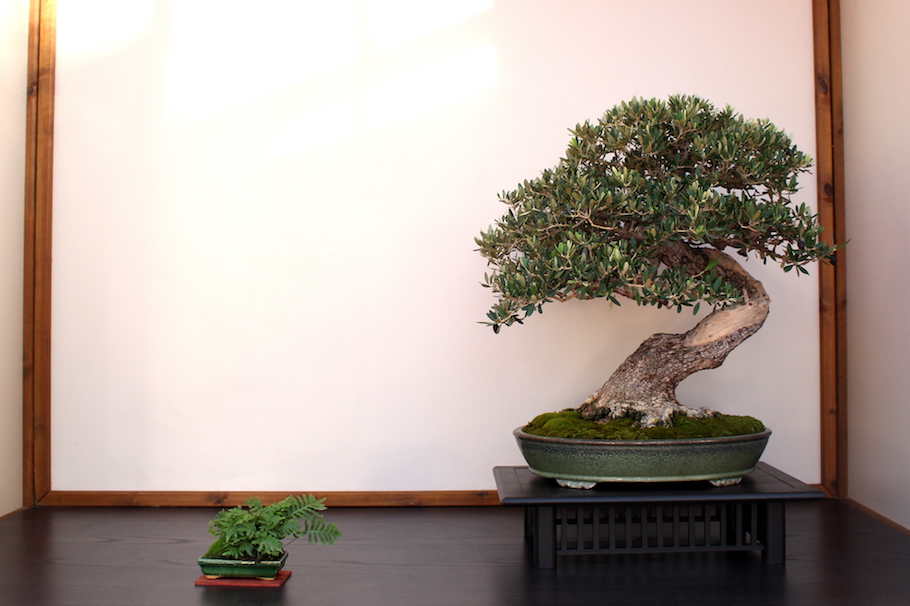 Sakka ten autumn Bonsai