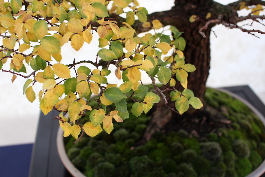 Sakka ten autumn Bonsai