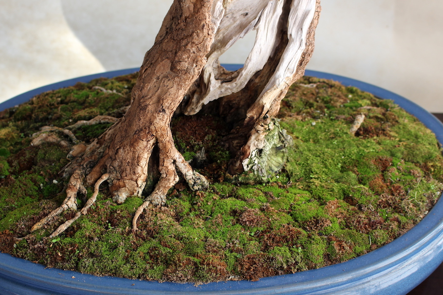 Sakka ten autumn Bonsai