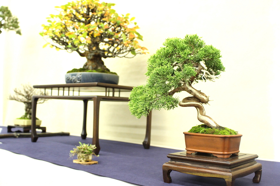 Sakka ten autumn Bonsai