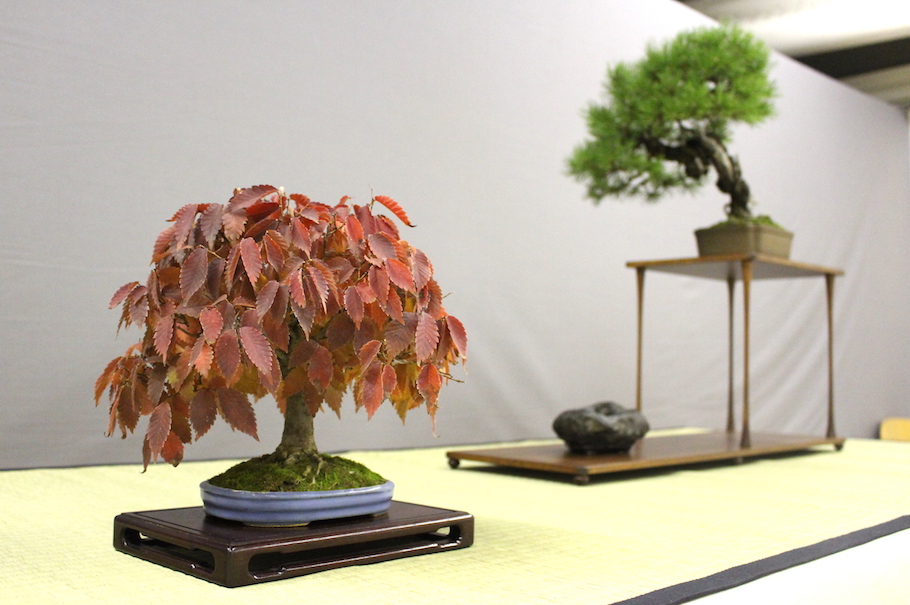 Sakka ten autumn Bonsai