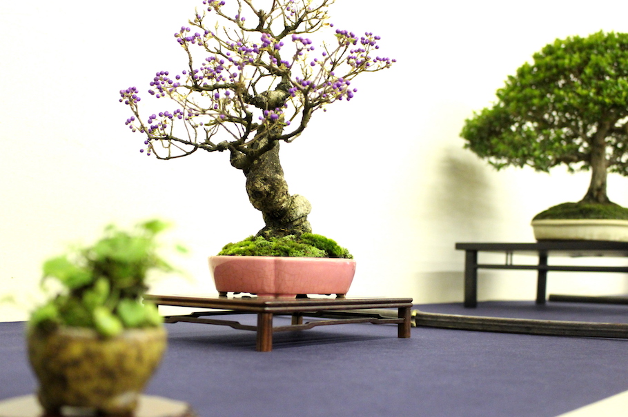 Sakka ten autumn Bonsai