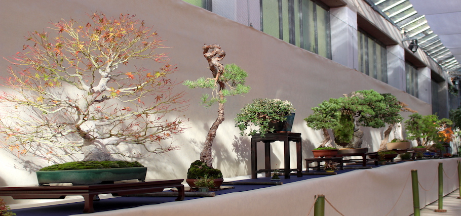 Sakka ten autumn Bonsai