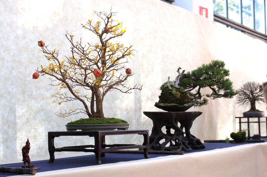 Sakka ten autumn Bonsai