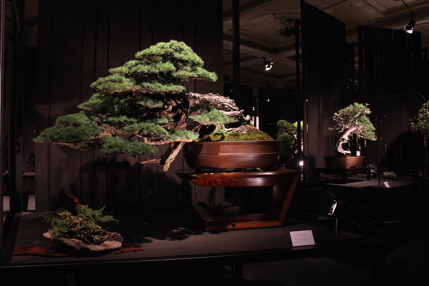 Bonsai, The Artisans Cup