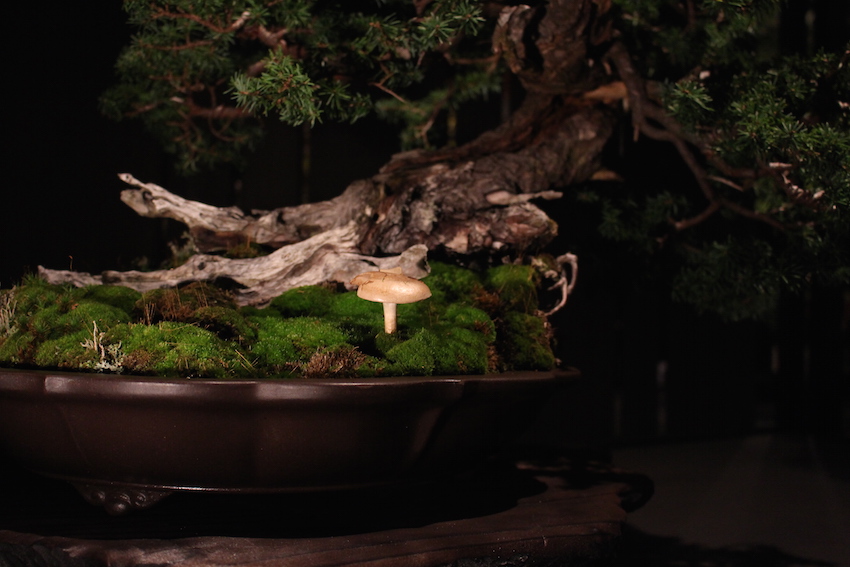 Bonsai, The Artisans Cup