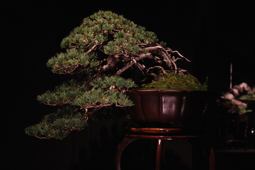 Japanese white pine bonsai