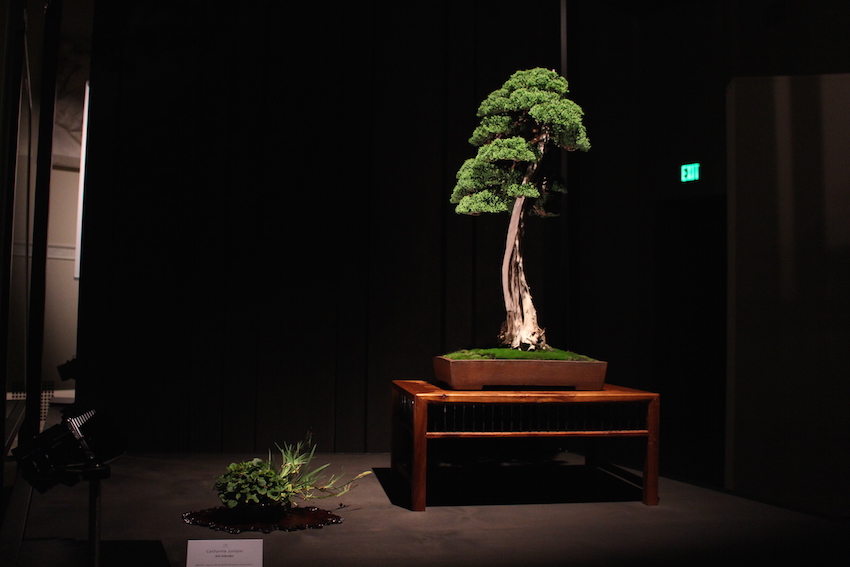 Bonsai, The Artisans Cup