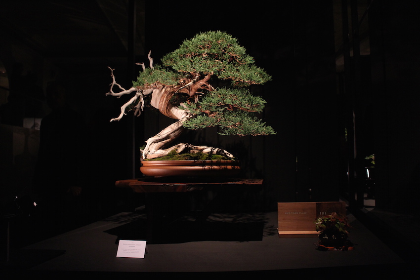 Rocky Mountain Juniper bonsai tree