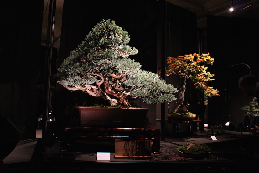 Sierra Juniper bonsai