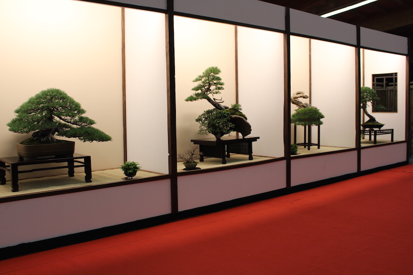 European Bonsai San exhibit