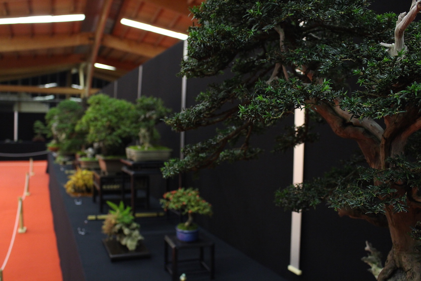 European Bonsai San exhibit