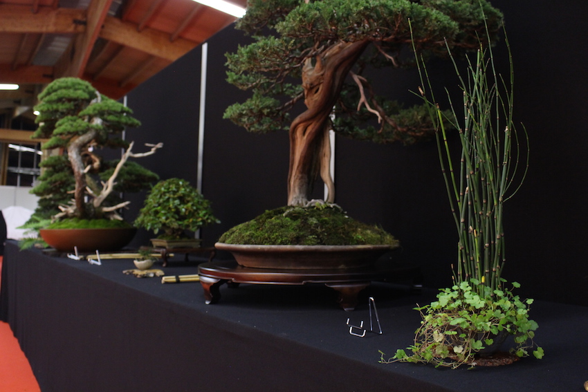 European Bonsai San exhibit