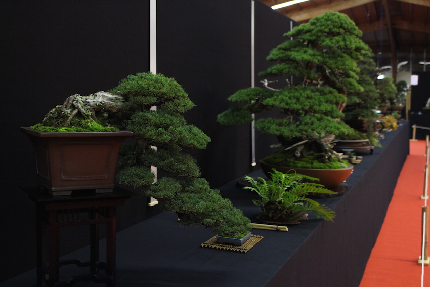 European Bonsai San exhibit