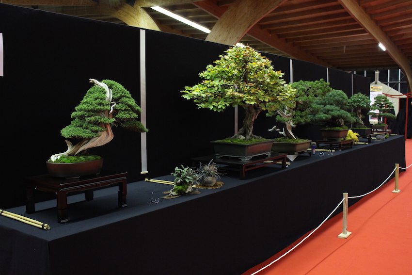 European Bonsai San exhibit