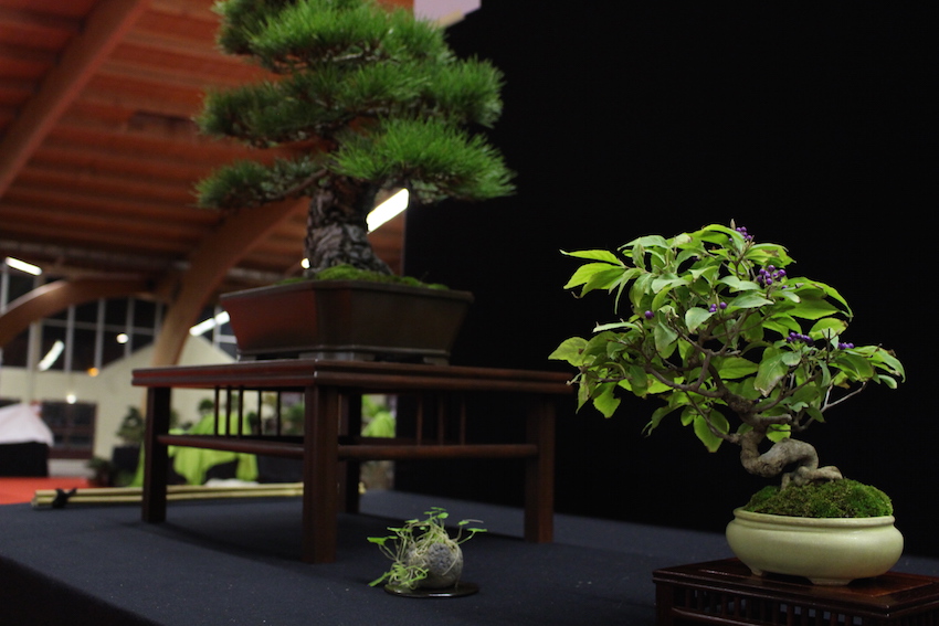 European Bonsai San exhibit