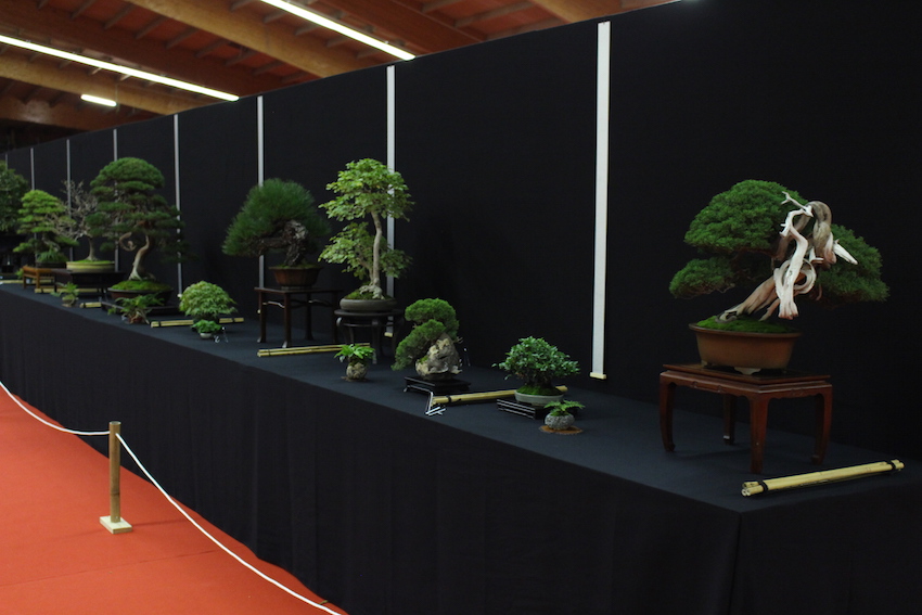 European Bonsai San exhibit