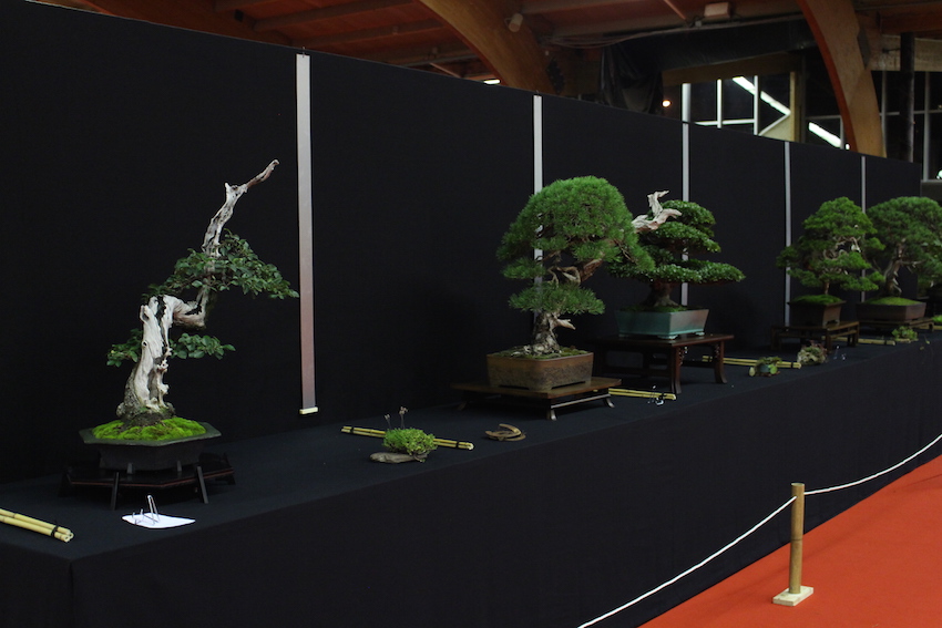 European Bonsai San exhibit