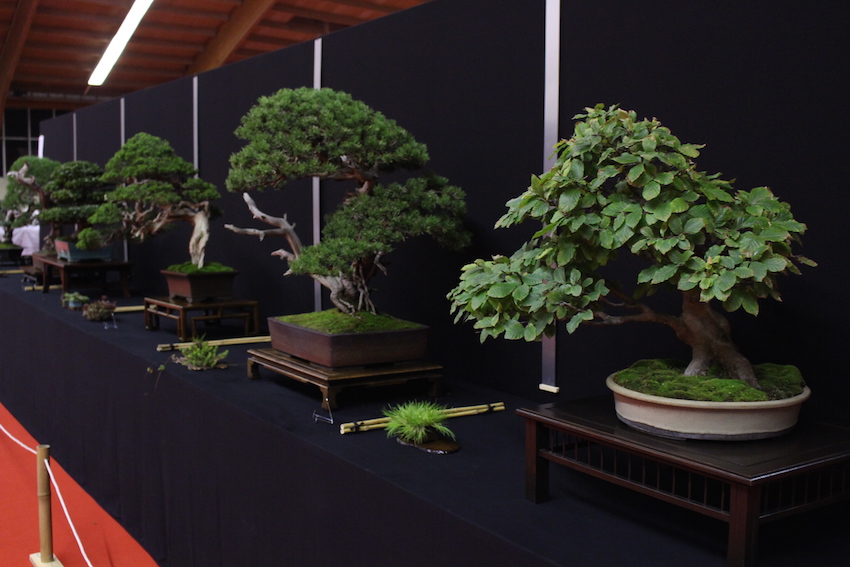 European Bonsai San exhibit