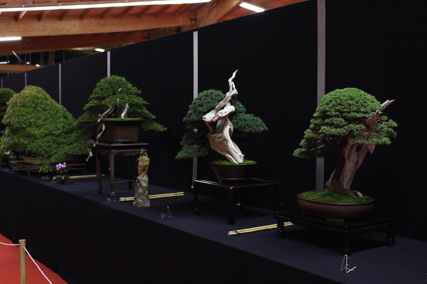 European Bonsai San exhibit