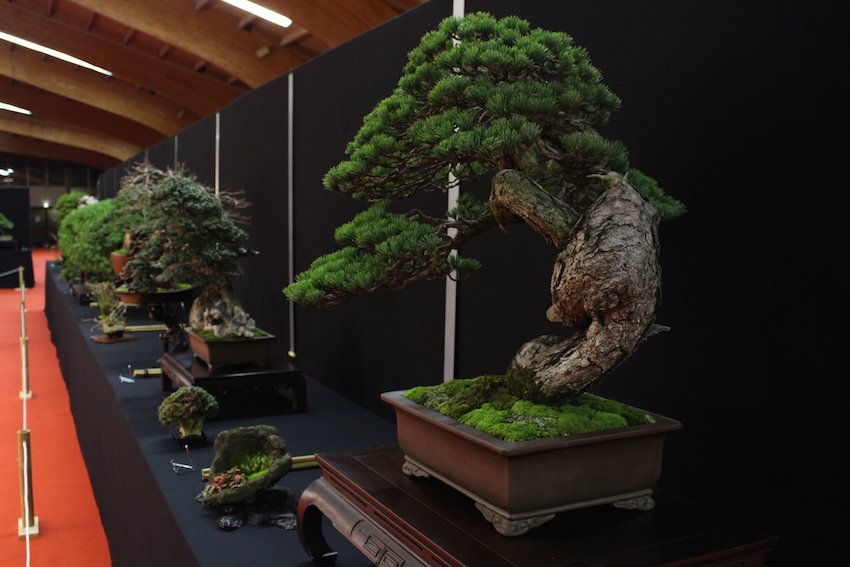 European Bonsai San exhibit