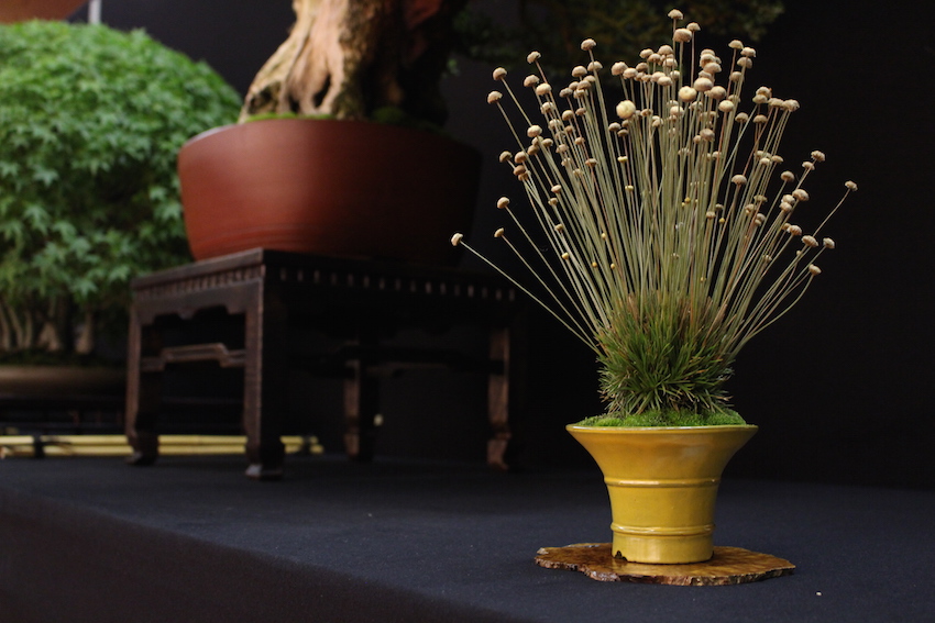 European Bonsai San exhibit