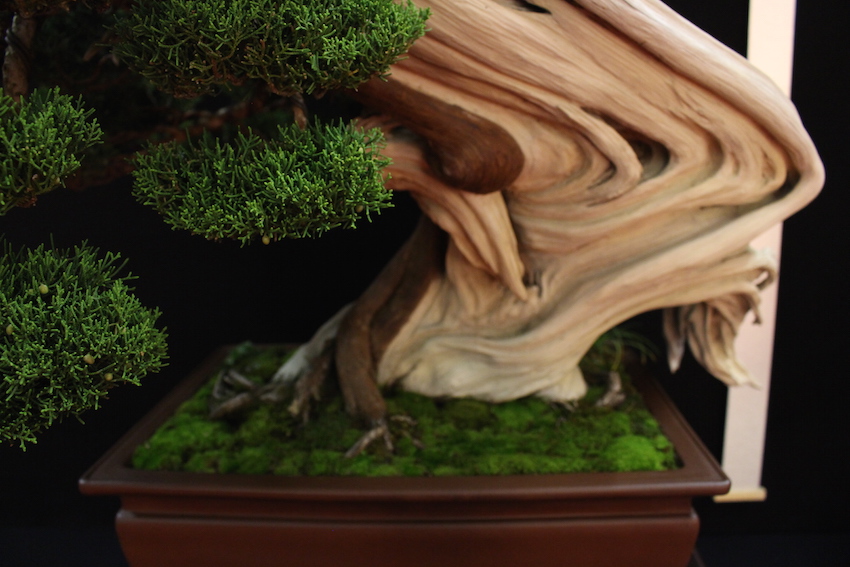 European Bonsai San exhibit