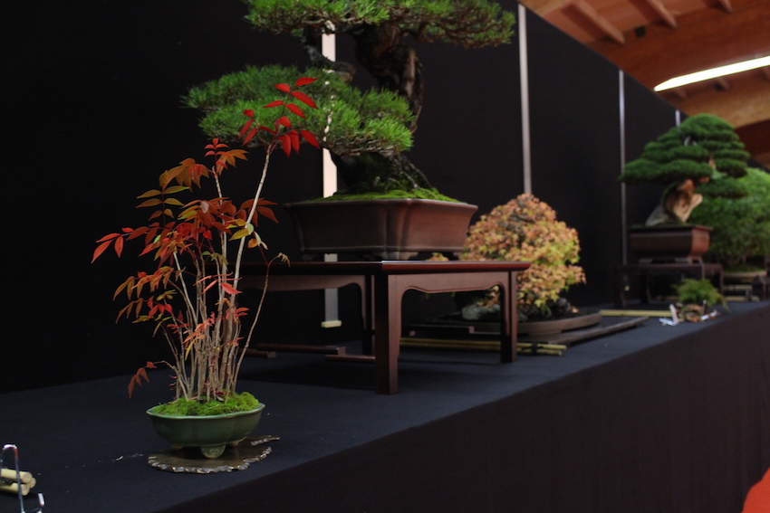 European Bonsai San exhibit