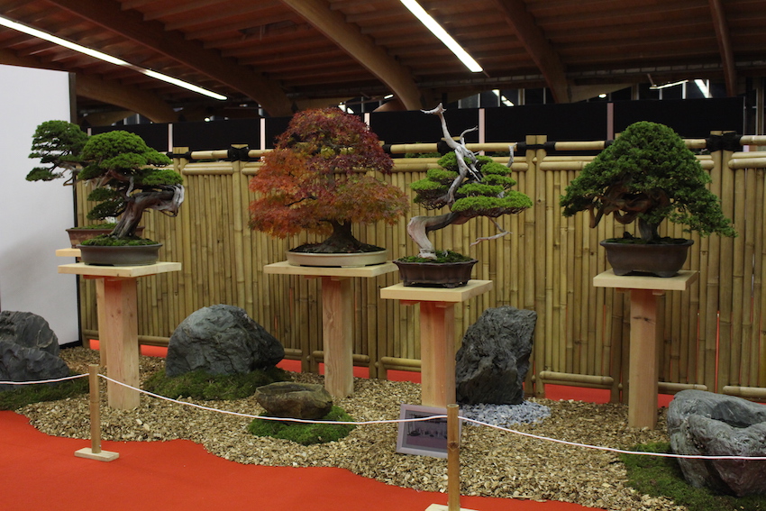 European Bonsai San exhibit