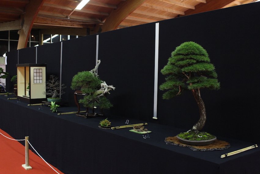 European Bonsai San exhibit