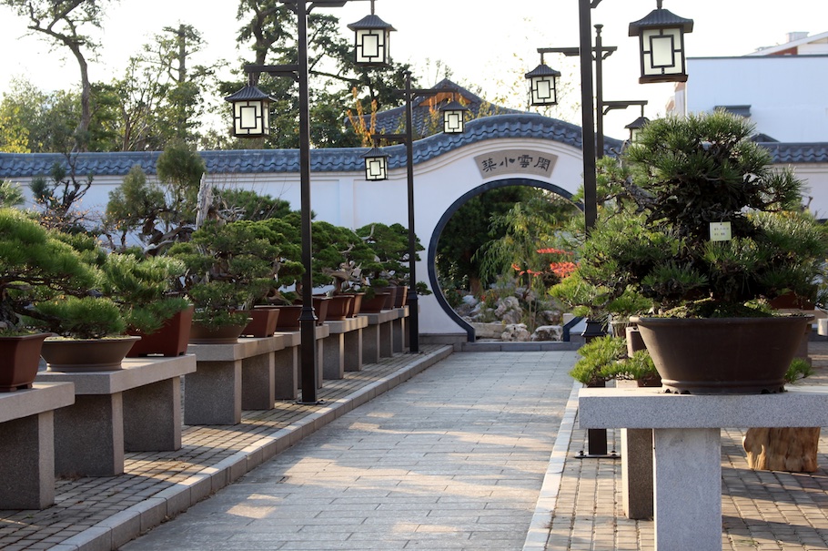 Penjing trees