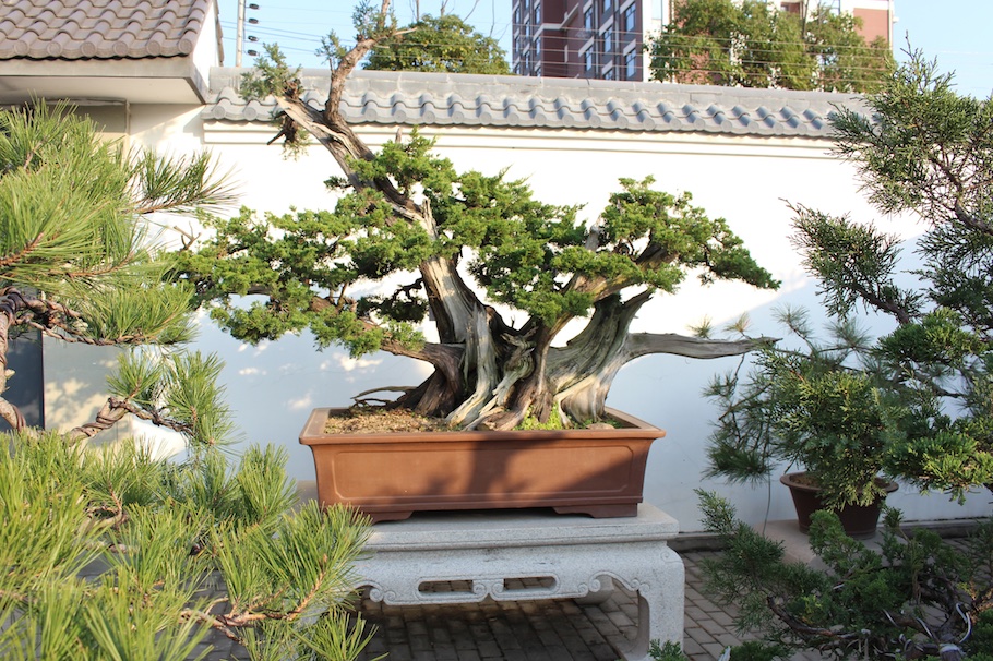 Juniper Bonsai